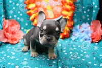 Noble, a male French Bulldog for sale in Weaubleau, MO – 3 of 9