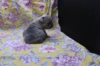 Peyton, a male French Bulldog for sale in Weaubleau, MO – 4 of 10