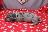 Nova, a female Miniature Dachshund for sale in Weaubleau, MO – Photo 9 of 9