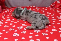 Nova, a female Miniature Dachshund for sale in Weaubleau, MO – Photo 5 of 9