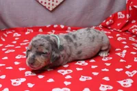 Nova, a female Miniature Dachshund for sale in Weaubleau, MO – Photo 1 of 9