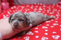 Nova, a female Miniature Dachshund for sale in Weaubleau, MO – Photo 6 of 9