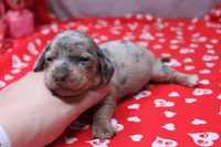 Nova, a female Miniature Dachshund for sale in Weaubleau, MO – Photo 7 of 9