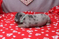 Nova, a female Miniature Dachshund for sale in Weaubleau, MO – Photo 8 of 9