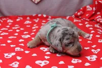 Nova, a female Miniature Dachshund for sale in Weaubleau, MO – Photo 4 of 9