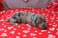 Nova, a female Miniature Dachshund for sale in Weaubleau, MO – Photo 2 of 9