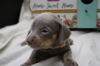 Seraphina, a female Miniature Dachshund for sale in Weaubleau, MO – 4 of 10