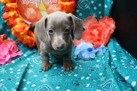 Whimsy, a female Miniature Dachshund for sale in Weaubleau, MO – 2 of 10