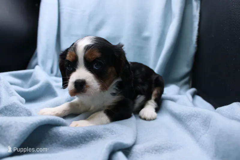 Winnie – Cavalier King Charles Spaniel puppy for sale in Weaubleau, MO