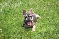 Zayne, a male French Bulldog for sale in Weaubleau, MO – 3 of 9