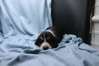 Frida, a female Basset Hound for sale in Weaubleau, MO – 6 of 8