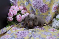 Parker, a male Miniature Dachshund for sale in Weaubleau, MO – 5 of 10