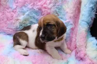 Freyja, a female Basset Hound for sale in Weaubleau, MO – 3 of 6