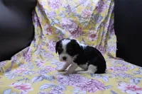 Wylda, a female Cavalier King Charles Spaniel for sale in Weaubleau, MO – 2 of 2
