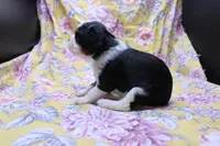 Wisteria, a female Cavalier King Charles Spaniel for sale in Weaubleau, MO – 2 of 4