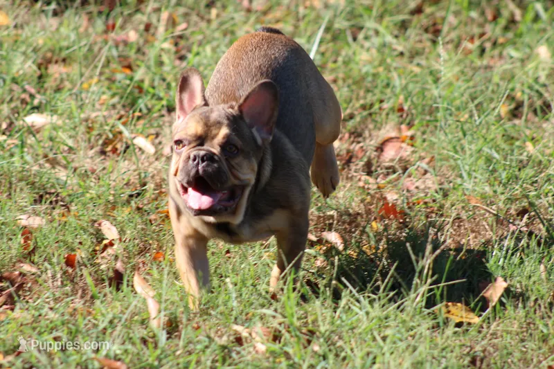 Phineas – French Bulldog puppy for sale in Weaubleau, MO