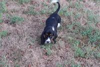 Frida, a female Basset Hound for sale in Weaubleau, MO – 9 of 10