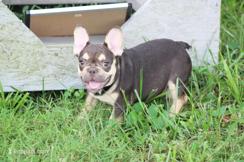 Nathe – French Bulldog puppy for sale in Weaubleau, MO