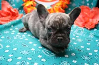 Pietro, a male French Bulldog for sale in Weaubleau, MO – 5 of 6