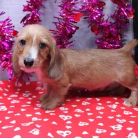 August Wire, a male Miniature Dachshund for sale in Weaubleau, MO – Photo 5 of 10
