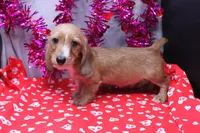 August Wire, a male Miniature Dachshund for sale in Weaubleau, MO – Photo 1 of 9