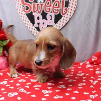 August Wire, a male Miniature Dachshund for sale in Weaubleau, MO – Photo 9 of 10