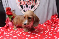 August Wire, a male Miniature Dachshund for sale in Weaubleau, MO – Photo 6 of 9
