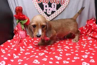 August Wire, a male Miniature Dachshund for sale in Weaubleau, MO – Photo 7 of 9