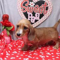 August Wire, a male Miniature Dachshund for sale in Weaubleau, MO – Photo 10 of 10