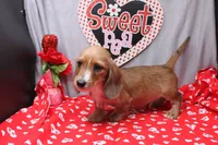August Wire, a male Miniature Dachshund for sale in Weaubleau, MO – Photo 9 of 9