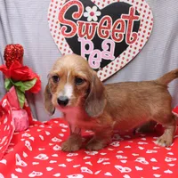 August Wire, a male Miniature Dachshund for sale in Weaubleau, MO – Photo 7 of 10