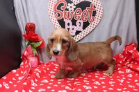 August Wire, a male Miniature Dachshund for sale in Weaubleau, MO – Photo 5 of 9