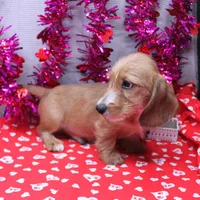 August Wire, a male Miniature Dachshund for sale in Weaubleau, MO – Photo 8 of 10