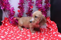 August Wire, a male Miniature Dachshund for sale in Weaubleau, MO – Photo 3 of 9