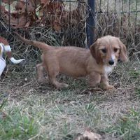 August Wire, a male Miniature Dachshund for sale in Weaubleau, MO – Photo 1 of 10