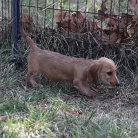 August Wire, a male Miniature Dachshund for sale in Weaubleau, MO – Photo 4 of 10