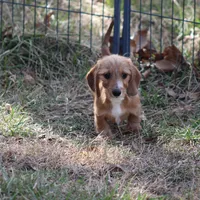 August Wire, a male Miniature Dachshund for sale in Weaubleau, MO – Photo 3 of 10