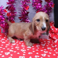 August Wire, a male Miniature Dachshund for sale in Weaubleau, MO – Photo 6 of 10