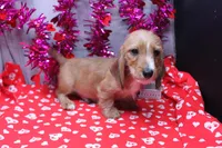 August Wire, a male Miniature Dachshund for sale in Weaubleau, MO – Photo 2 of 9