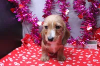 August Wire, a male Miniature Dachshund for sale in Weaubleau, MO – Photo 4 of 9