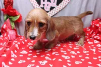 August Wire, a male Miniature Dachshund for sale in Weaubleau, MO – Photo 8 of 9