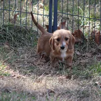 August Wire, a male Miniature Dachshund for sale in Weaubleau, MO – Photo 2 of 10