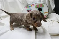 Penny, a female Miniature Dachshund for sale in Weaubleau, MO – 2 of 10