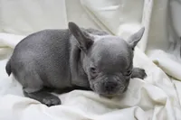 Cedric, a male French Bulldog for sale in Weaubleau, MO – 3 of 9