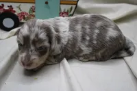 Skipper, a male Miniature Dachshund for sale in Weaubleau, MO – 6 of 10