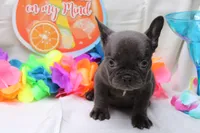 Carmela, a female French Bulldog for sale in Weaubleau, MO – 7 of 10