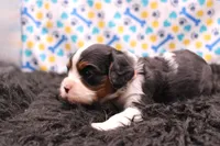Tinsley, a female Cavalier King Charles Spaniel for sale in Weaubleau, MO – 6 of 9