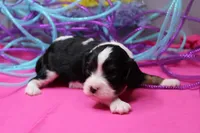 Tobin, a male Cavalier King Charles Spaniel for sale in Weaubleau, MO – Photo 2 of 9
