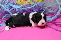 Tobin, a male Cavalier King Charles Spaniel for sale in Weaubleau, MO – Photo 7 of 9