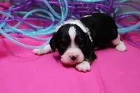 Tobin, a male Cavalier King Charles Spaniel for sale in Weaubleau, MO – Photo 3 of 9